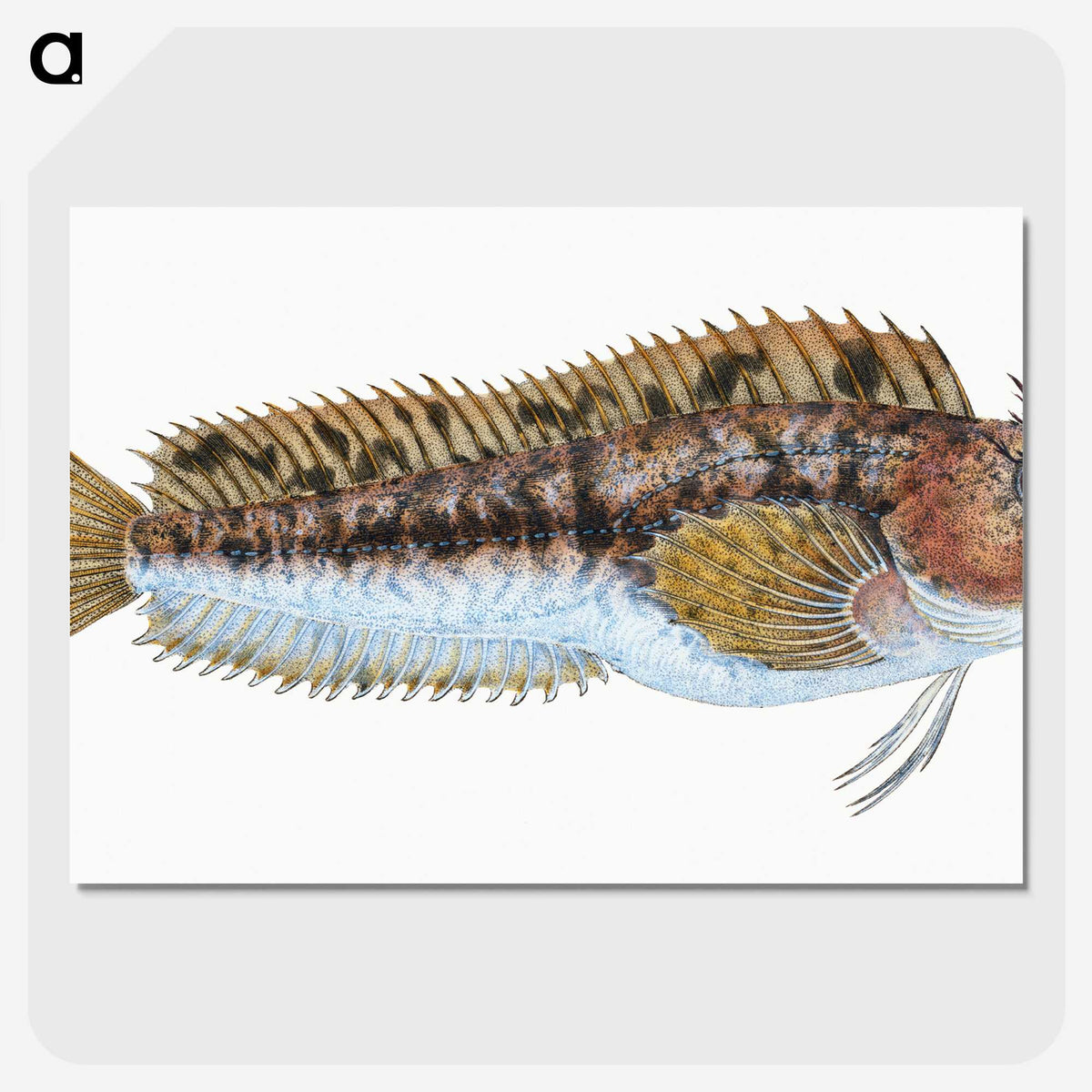 2-1_The-Natural-History-of-British-Fishes_picture-crop