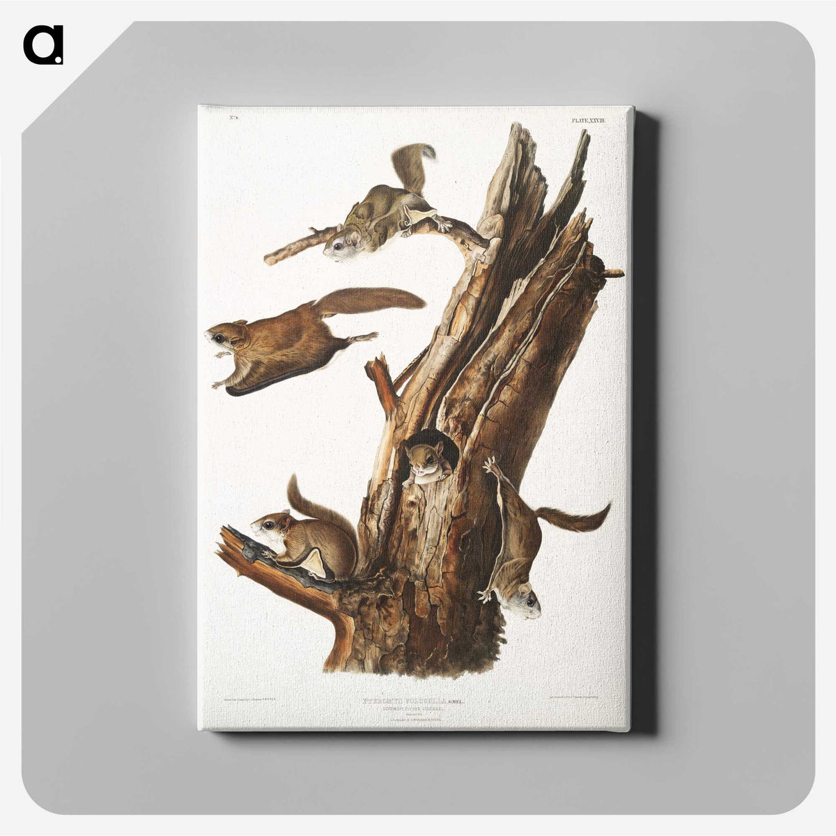 2-1_The-Viviparous-Quadrupeds_canvas