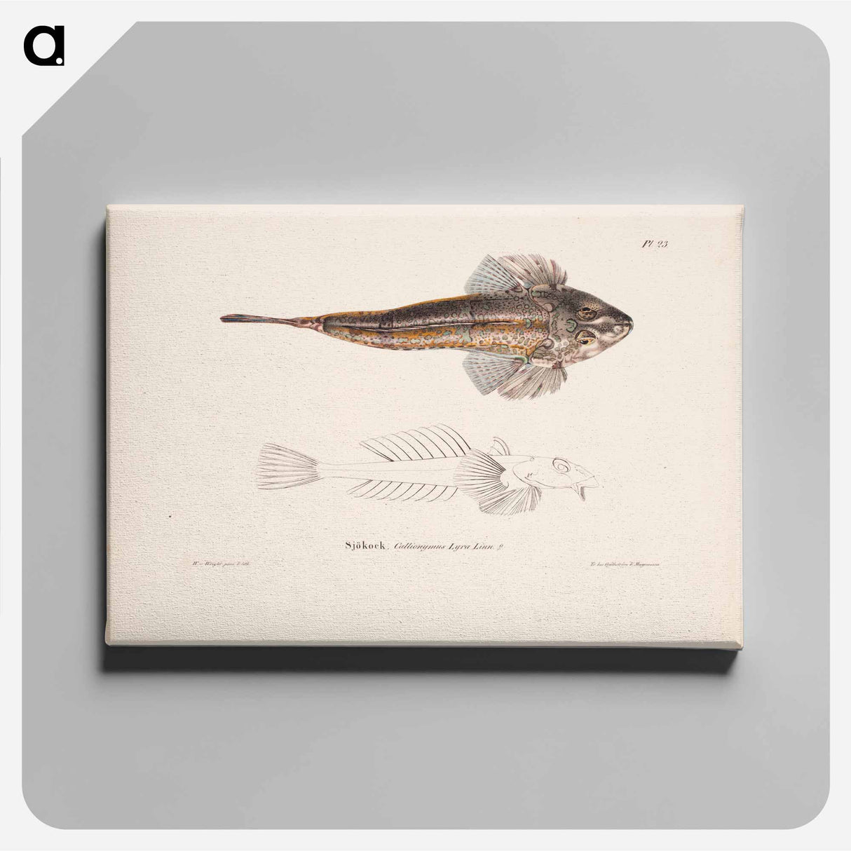 Dragonet - Wilhelm von Wright Canvas.