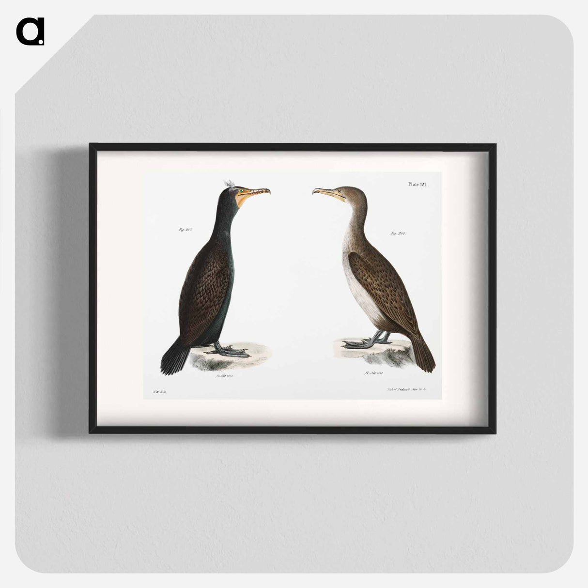 Double-crested Cormorant - ニューヨークの動物学 Poster.