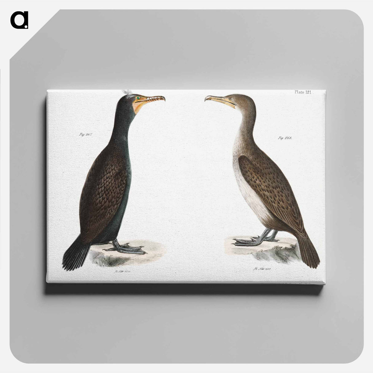 Double-crested Cormorant - ニューヨークの動物学 Canvas.