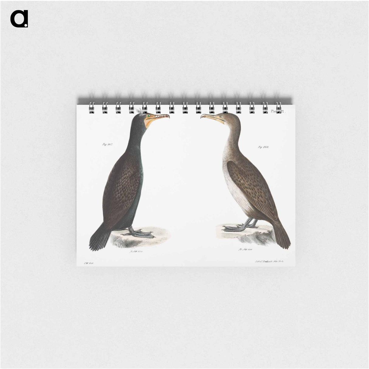 Double-crested Cormorant - ニューヨークの動物学 Memo.