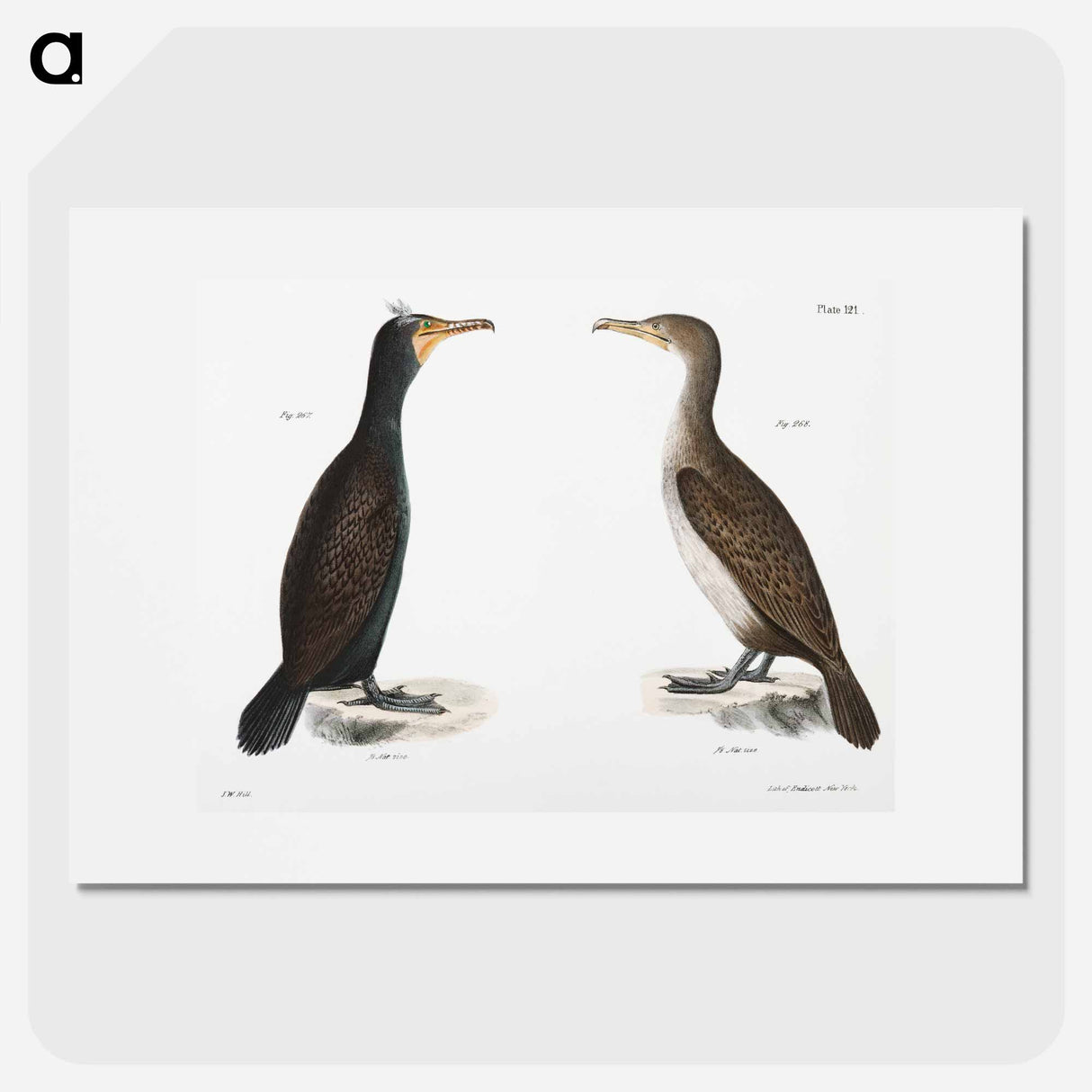 Double-crested Cormorant - ニューヨークの動物学 Poster.