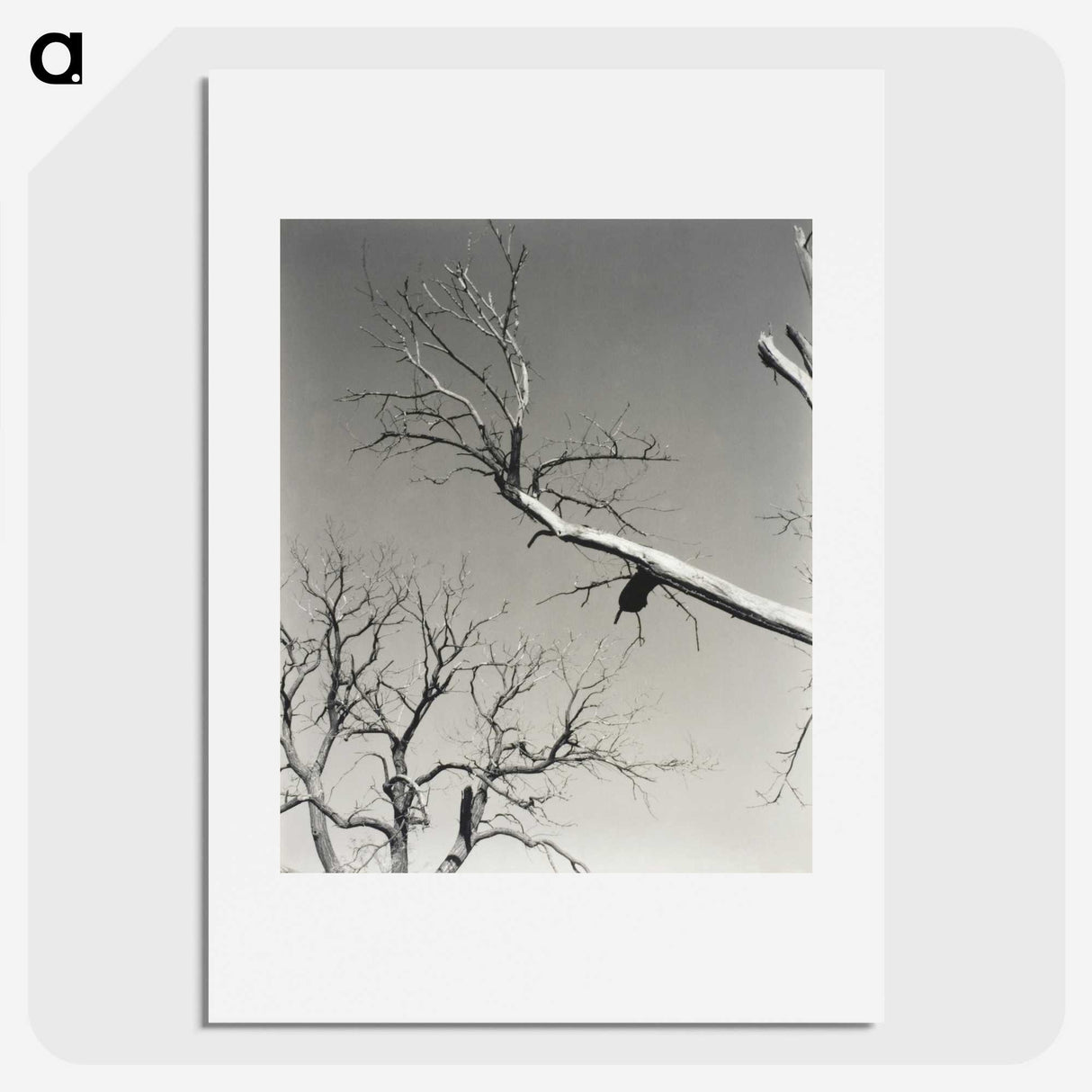 2-20_Alfred-Stieglitz_picture