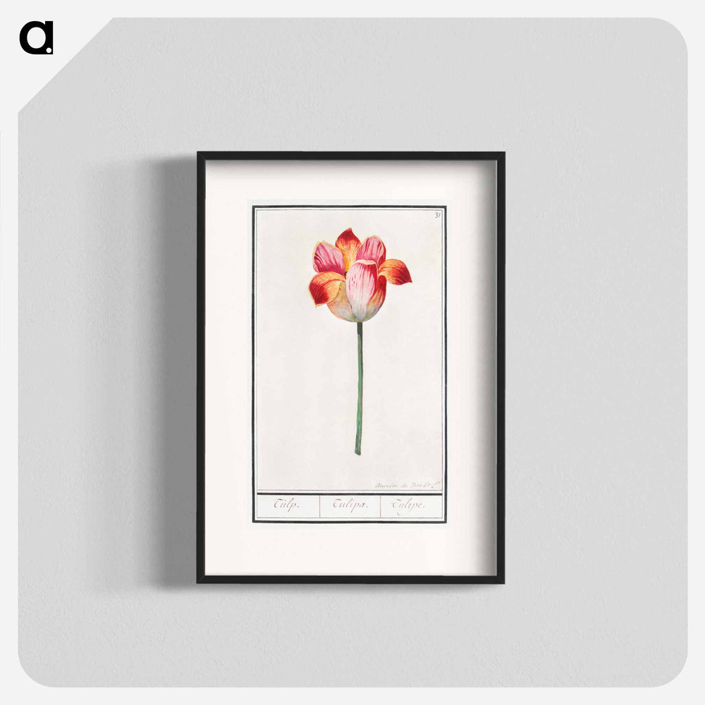 Tulip - アンセルムス ボエティウス デ ブート Poster.