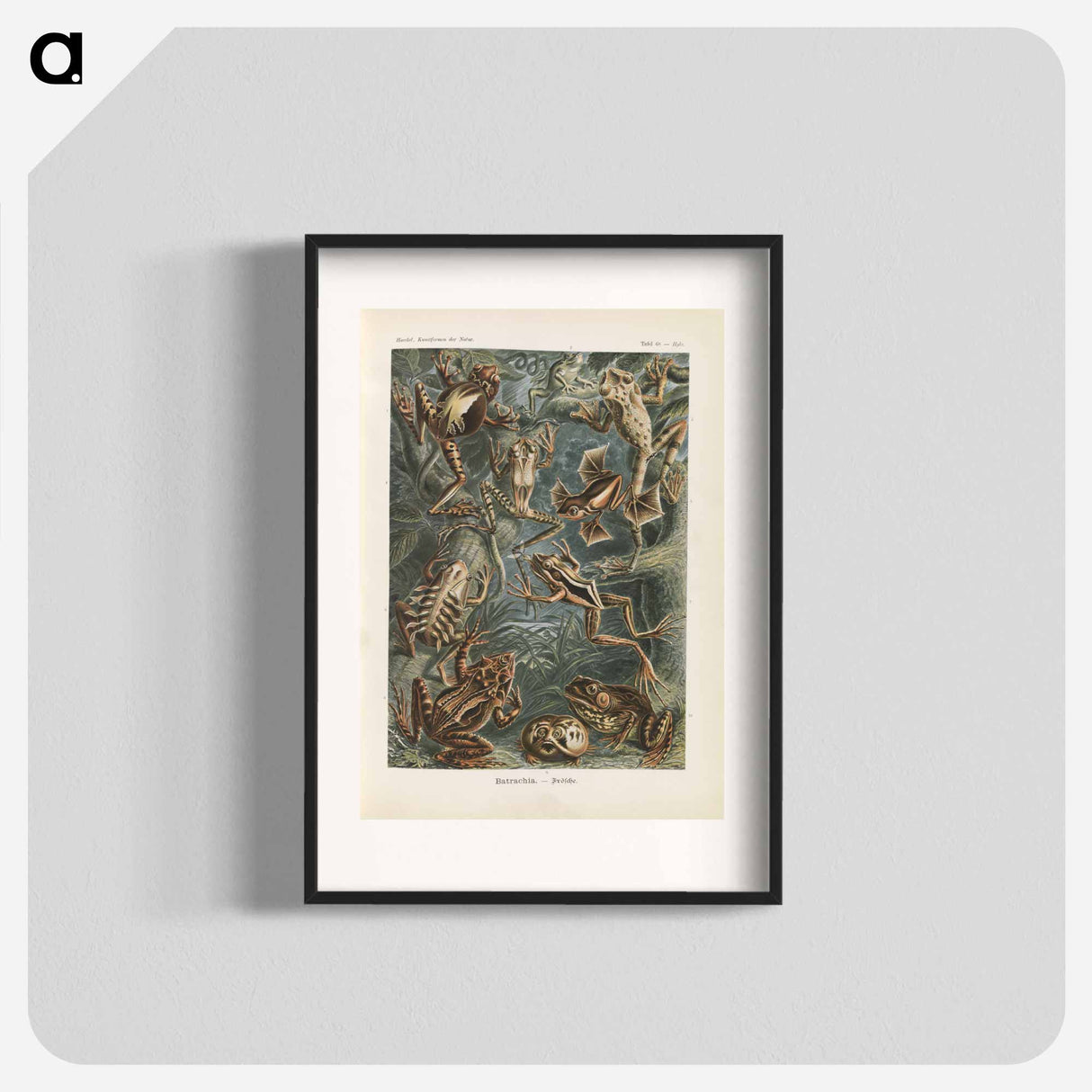 Frogs illustration from Kunstformen der Natur - エルンスト ヘッケル Poster.