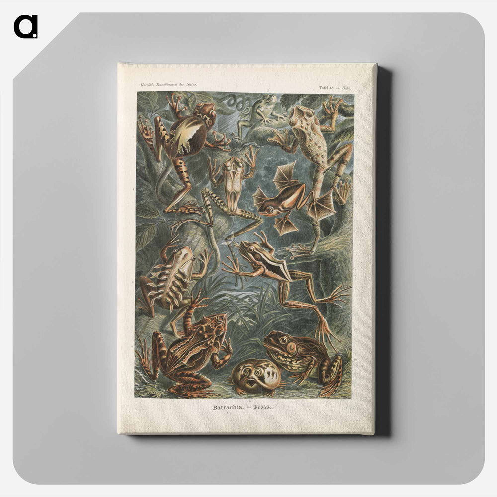 Frogs illustration from Kunstformen der Natur - エルンスト ヘッケル Canvas.