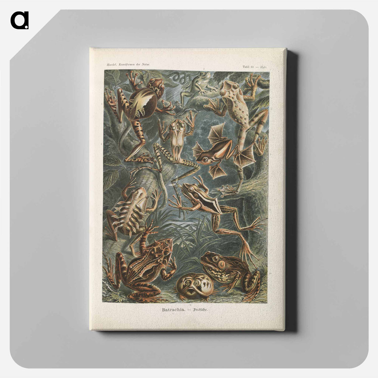 Frogs illustration from Kunstformen der Natur - エルンスト ヘッケル Canvas.
