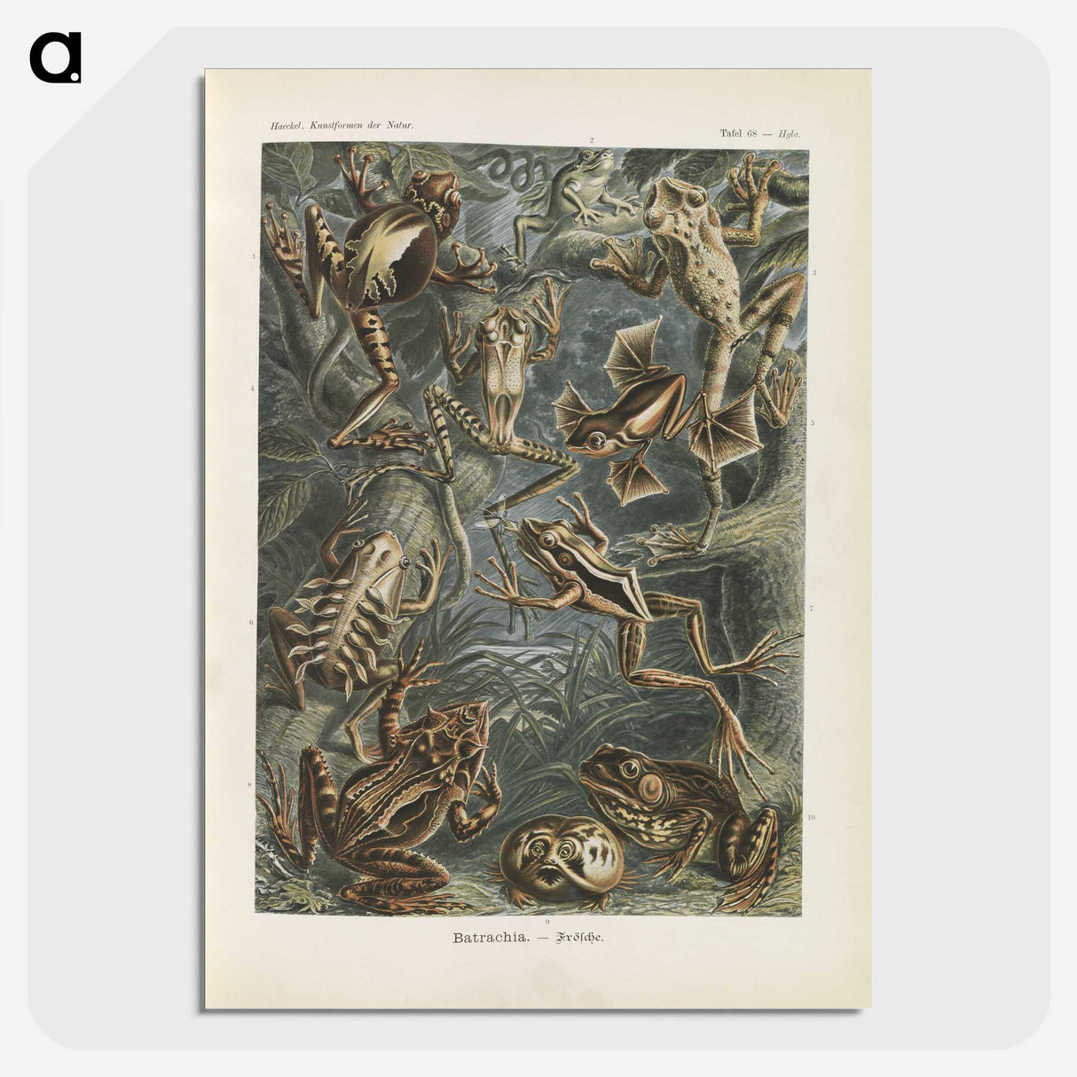 2-20_Ernst-Haeckel_picture-crop