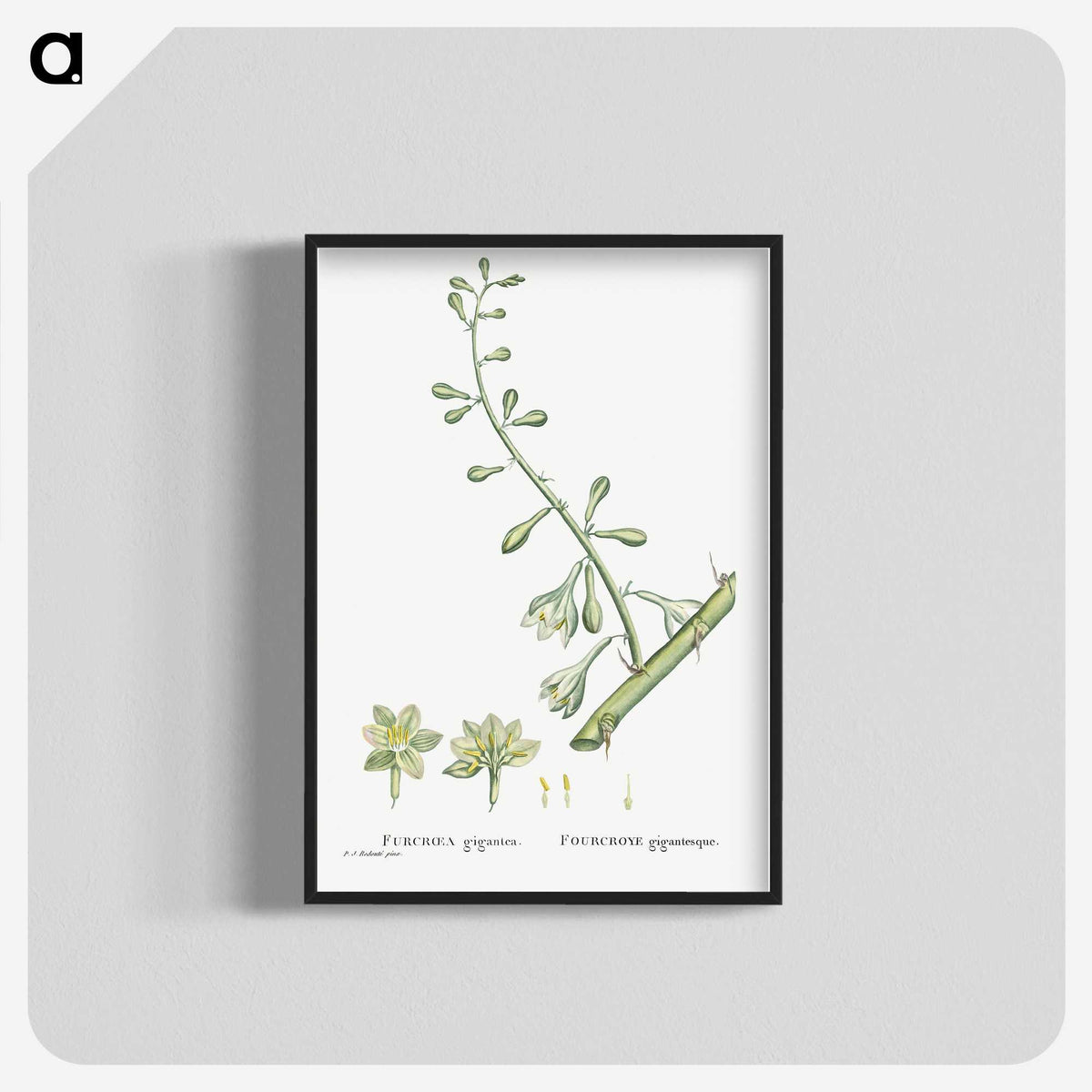 2-20_Histoire-des-Plantes-Grasses_blk-crop