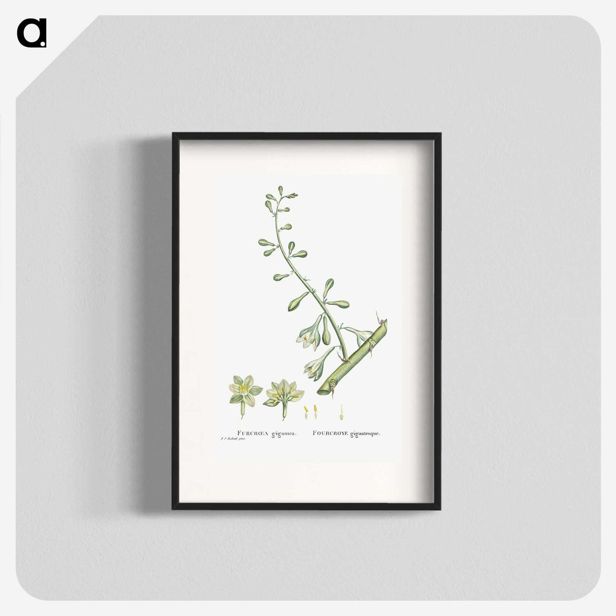 2-20_Histoire-des-Plantes-Grasses_blk
