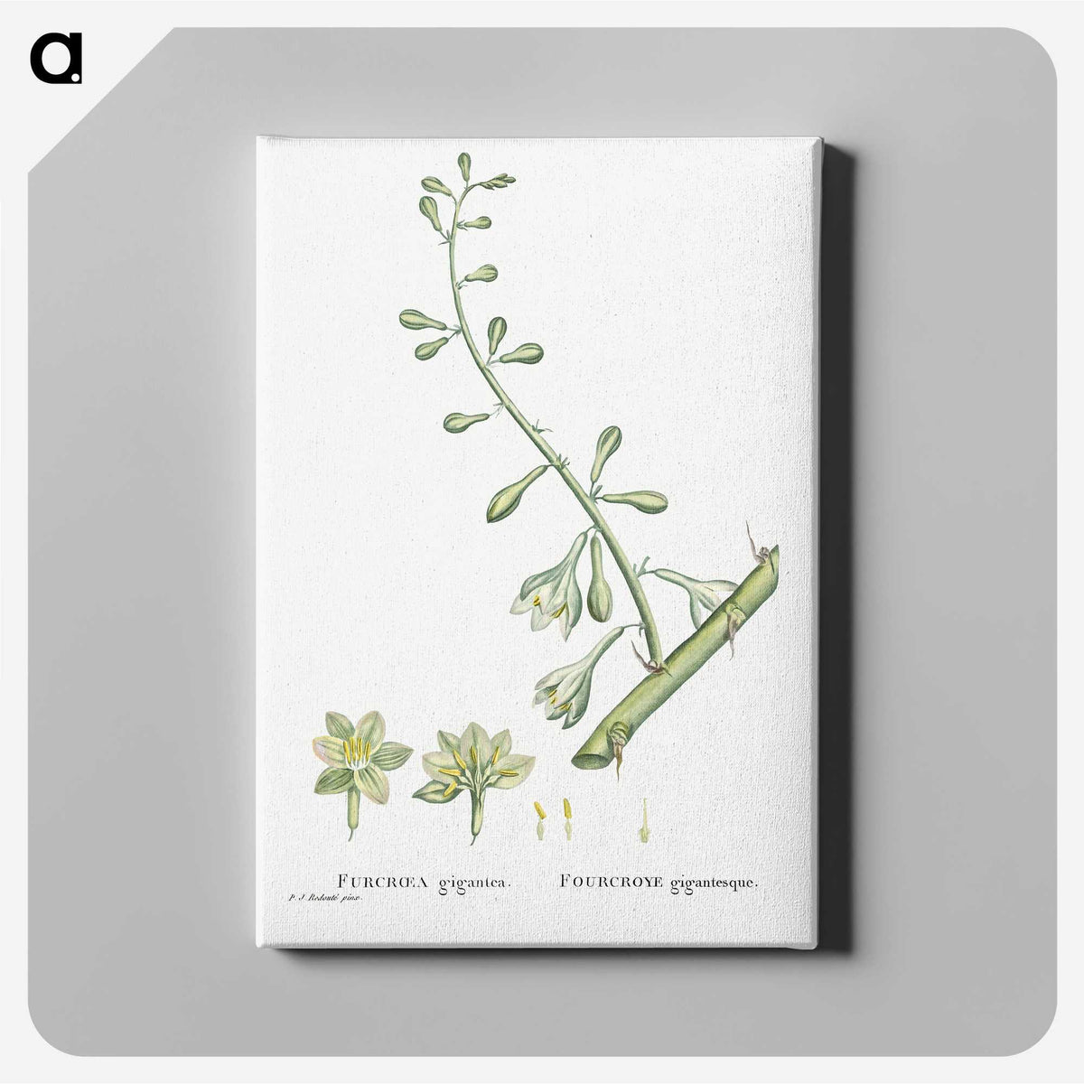 2-20_Histoire-des-Plantes-Grasses_canvas