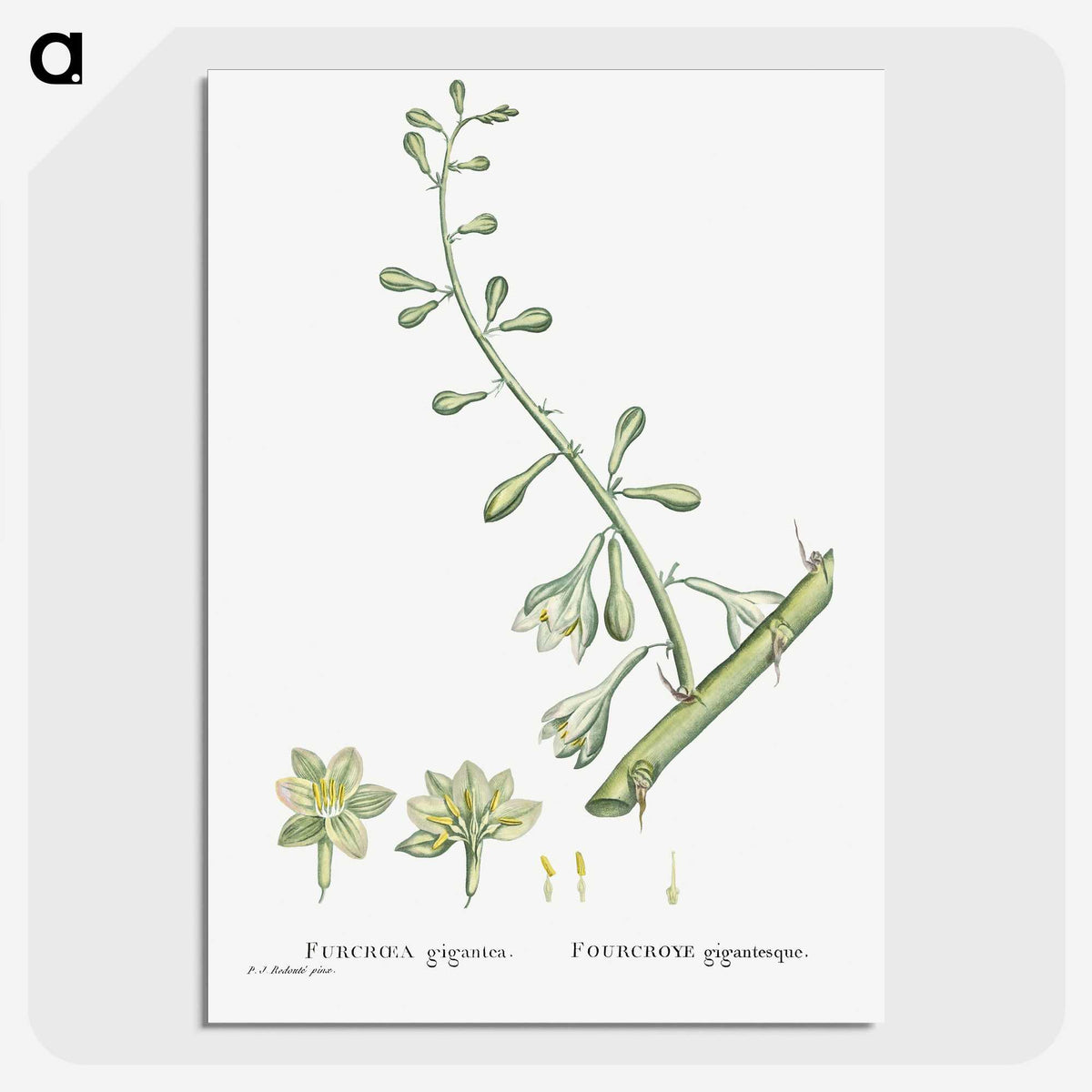 2-20_Histoire-des-Plantes-Grasses_picture-crop