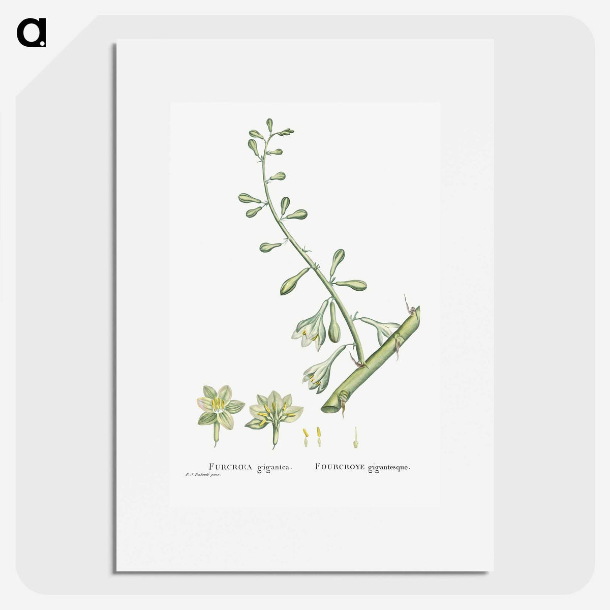 2-20_Histoire-des-Plantes-Grasses_picture