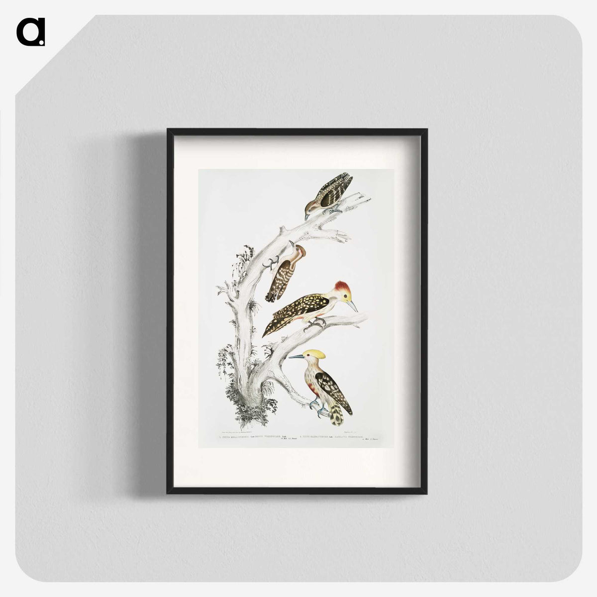 2-20_Indian-Zoology_blk
