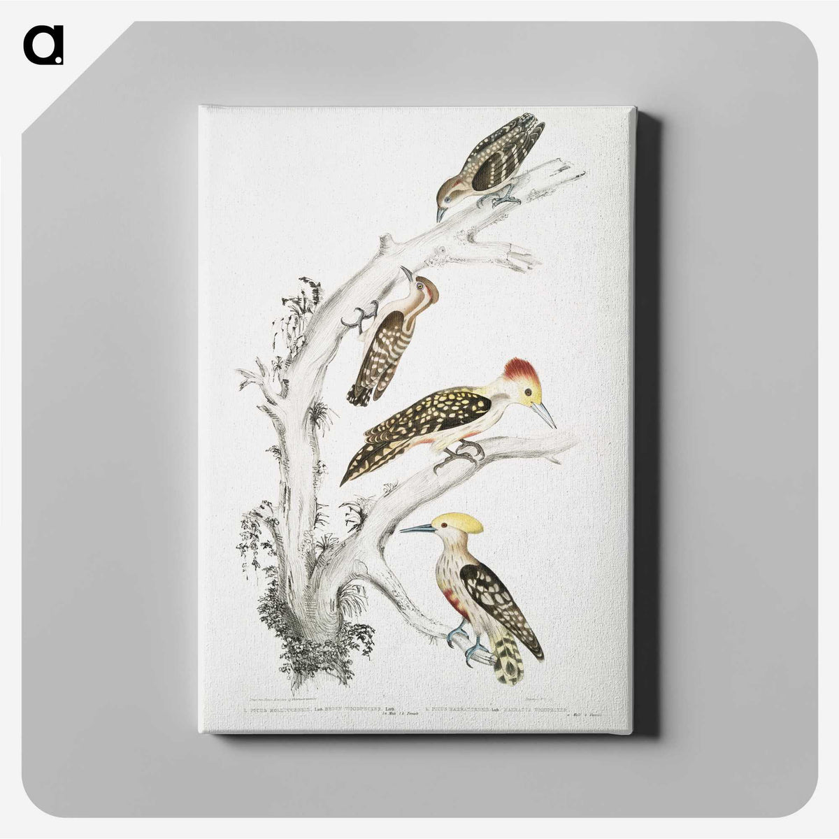 2-20_Indian-Zoology_canvas