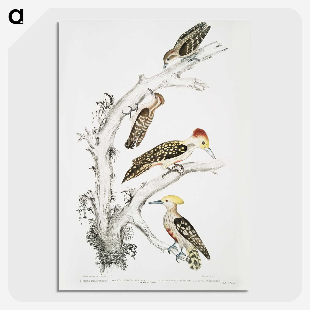 2-20_Indian-Zoology_picture-crop