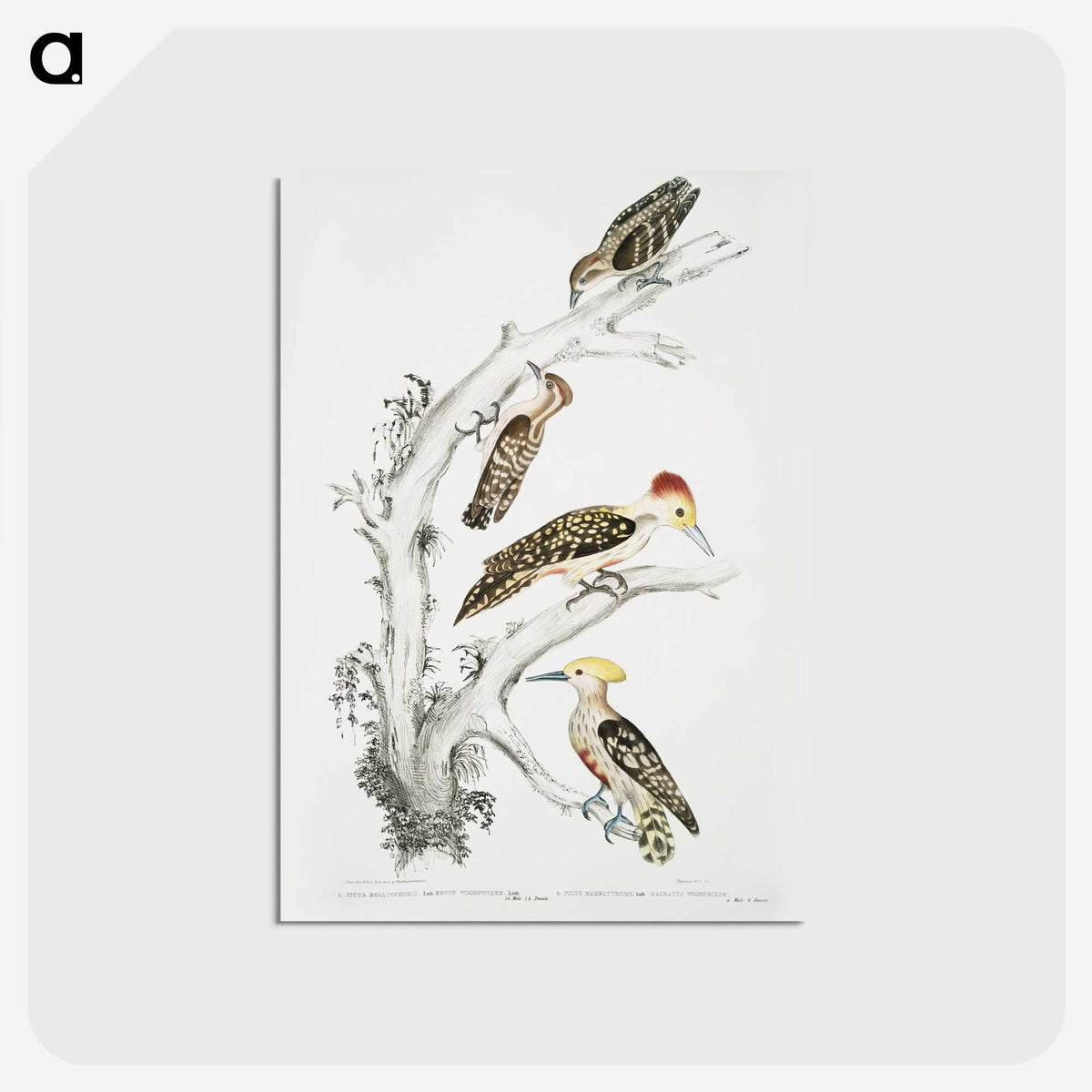 2-20_Indian-Zoology_postcard