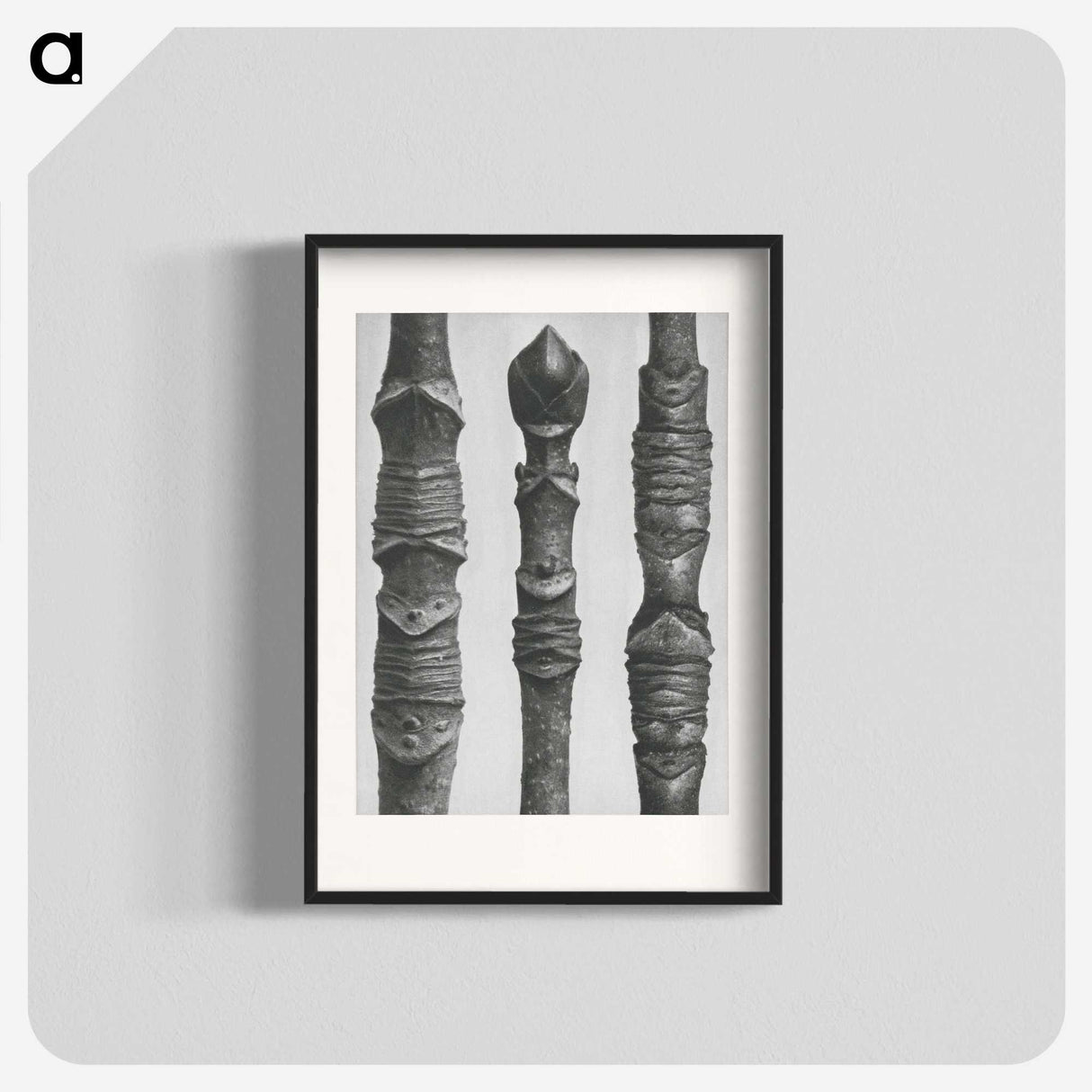 2-20_Karl-Blossfeldt_blk
