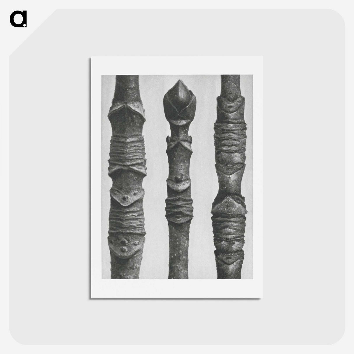 2-20_Karl-Blossfeldt_hagaki