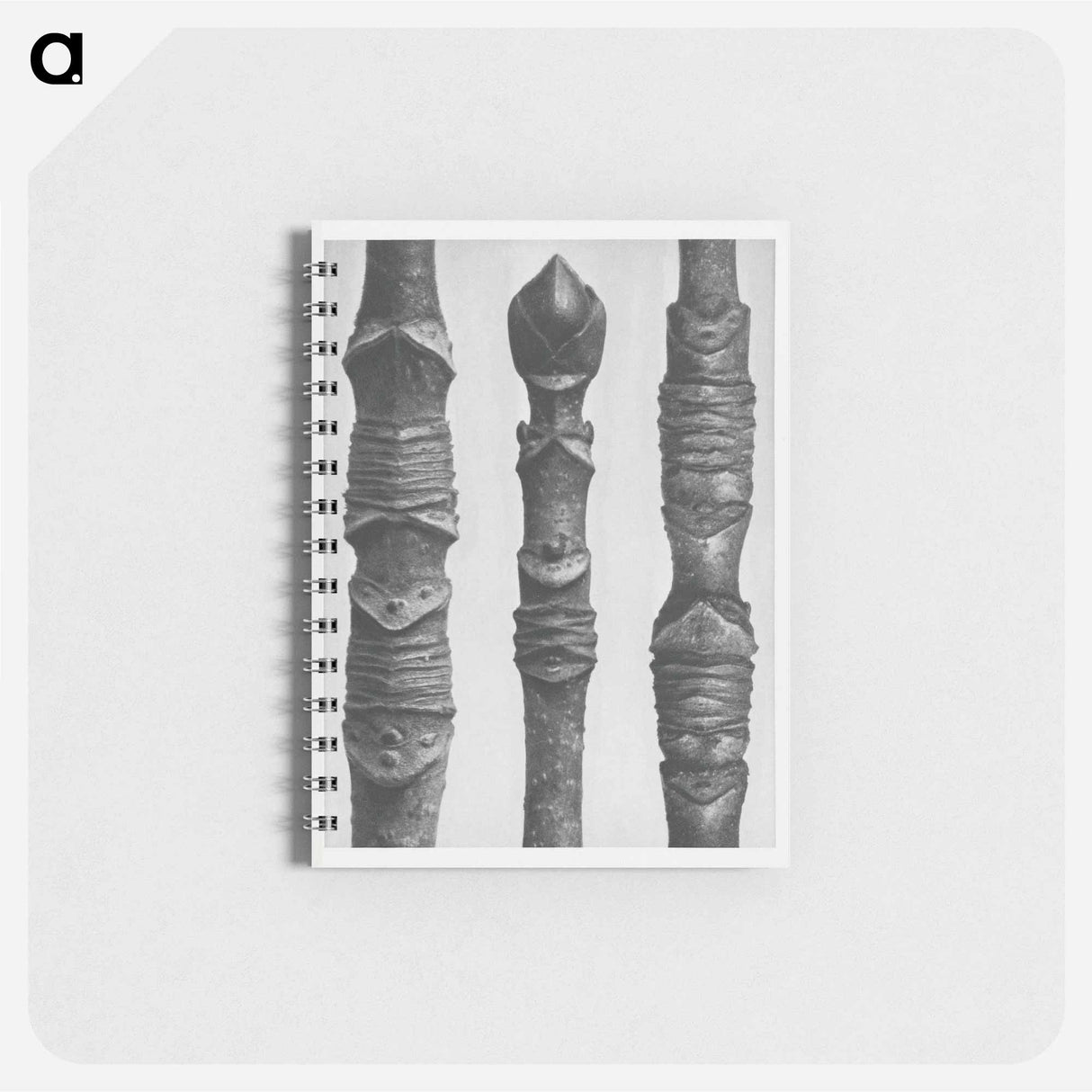 Acer Stems - カール ブロスフェルト Memo.