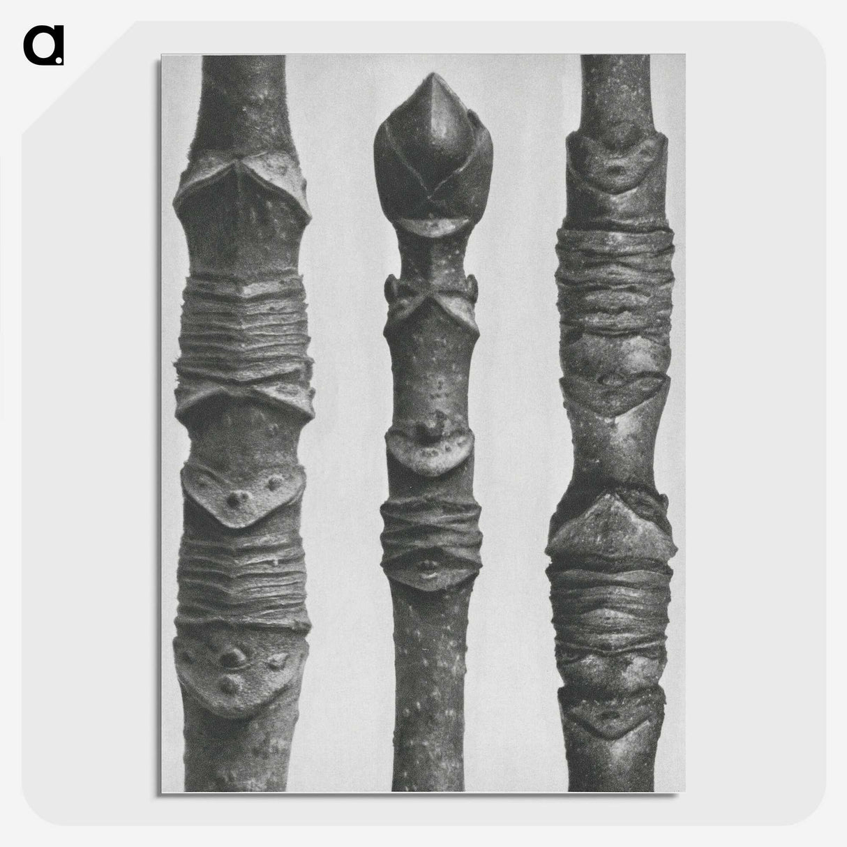 2-20_Karl-Blossfeldt_picture-crop
