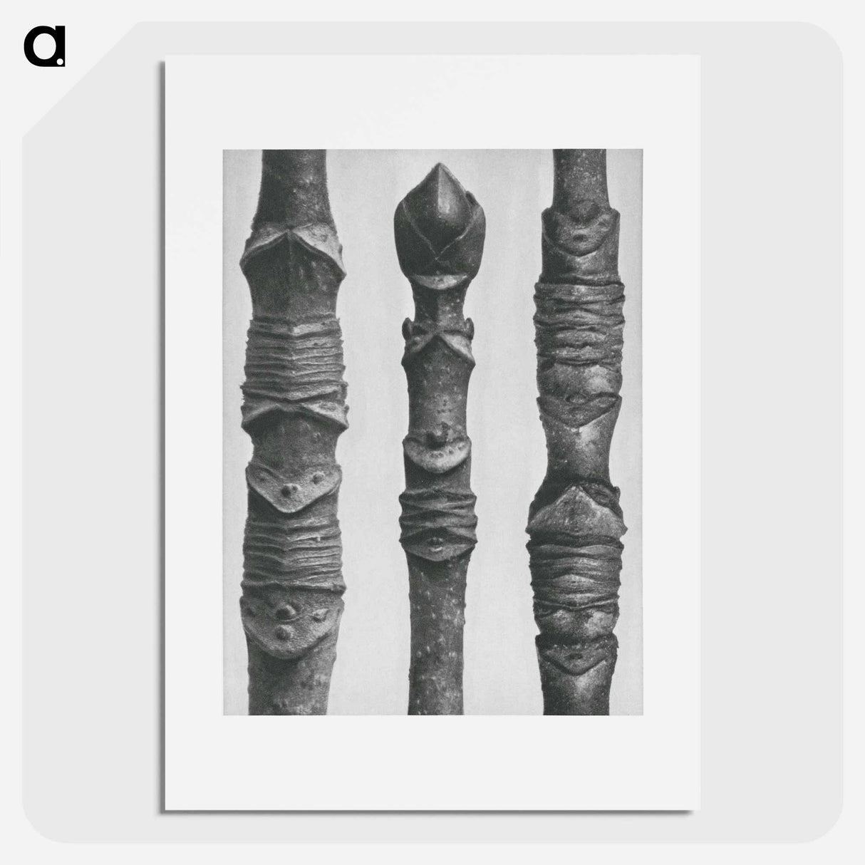 Acer Stems - カール ブロスフェルト Poster.