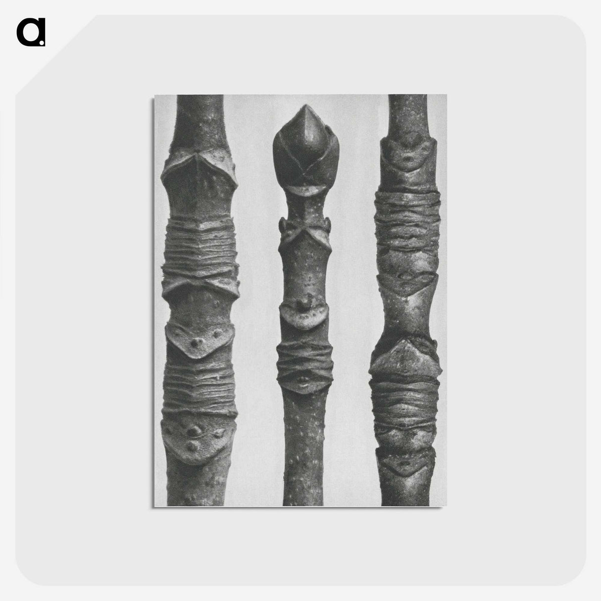 2-20_Karl-Blossfeldt_postcard