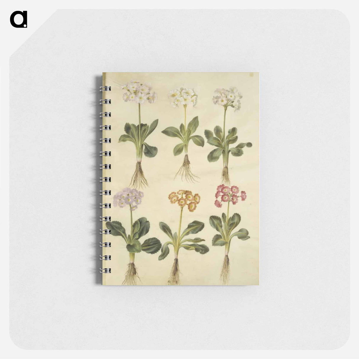 アートメモ帳-Primula ×pubescens
- マリア ジビーラ メーリアン Memo.