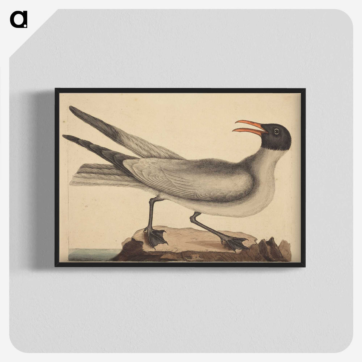 2-20_Mark-Catesby_blk-crop