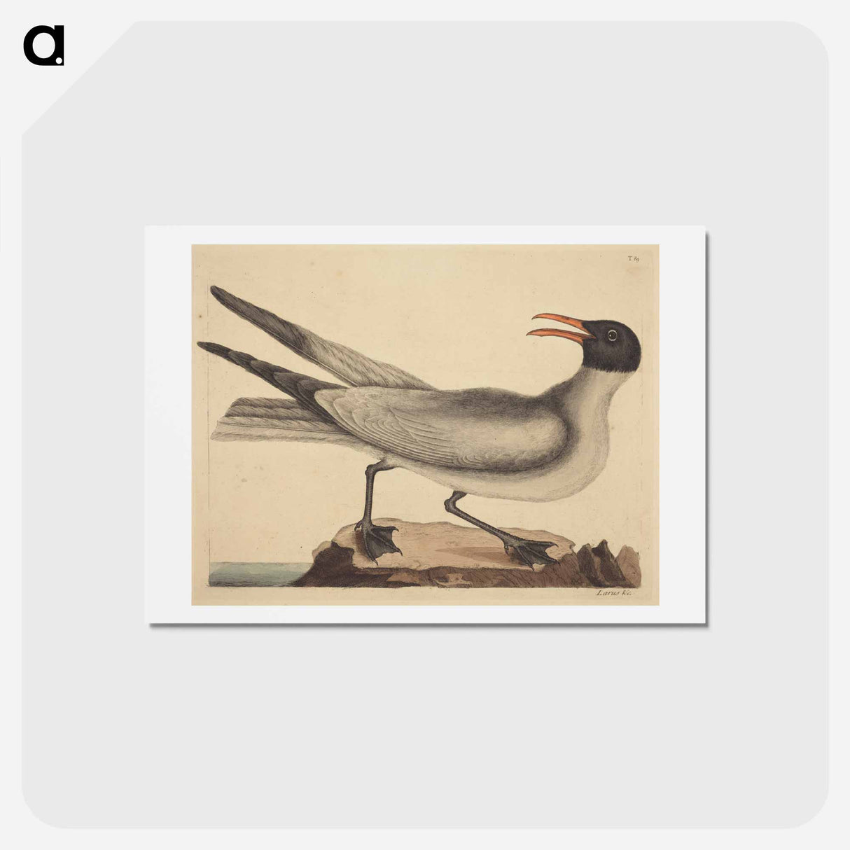 アートポストカード-The Laughing Gull
- マーク ケイツビー Postcard.