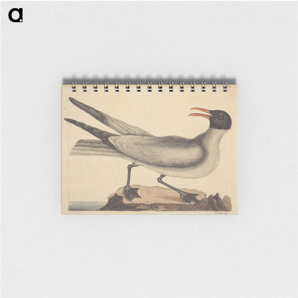 2-20_Mark-Catesby_memo