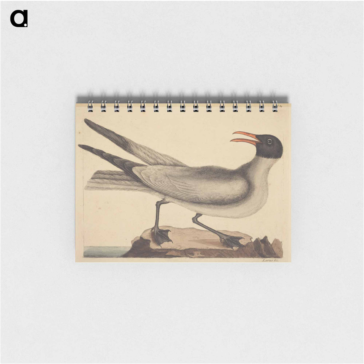 アートメモ帳-The Laughing Gull
- マーク ケイツビー Memo.