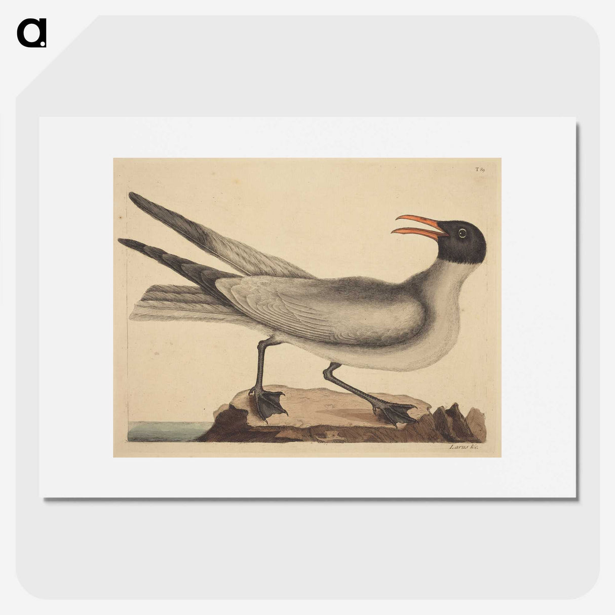 2-20_Mark-Catesby_picture