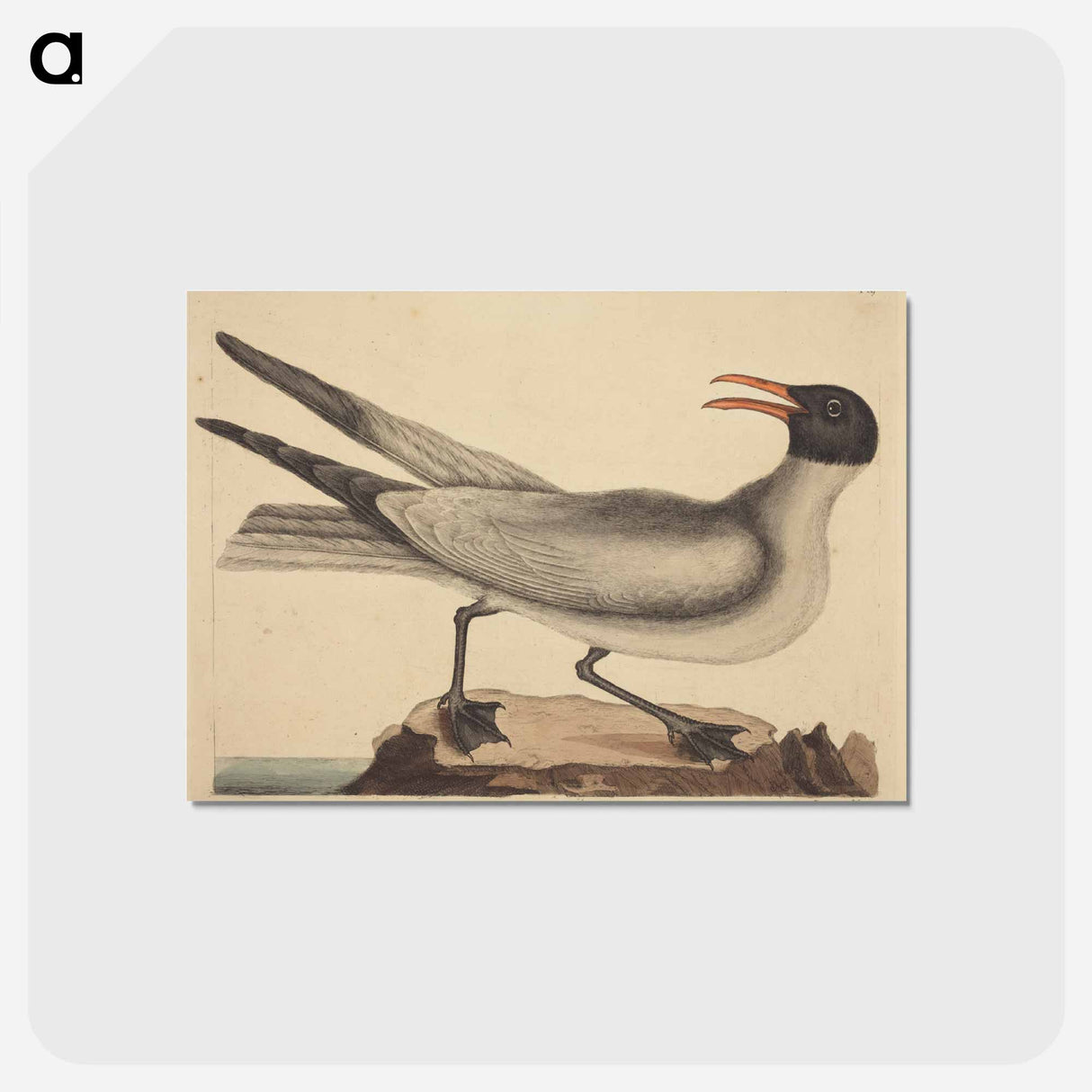 アートポストカード-The Laughing Gull
- マーク ケイツビー Postcard.