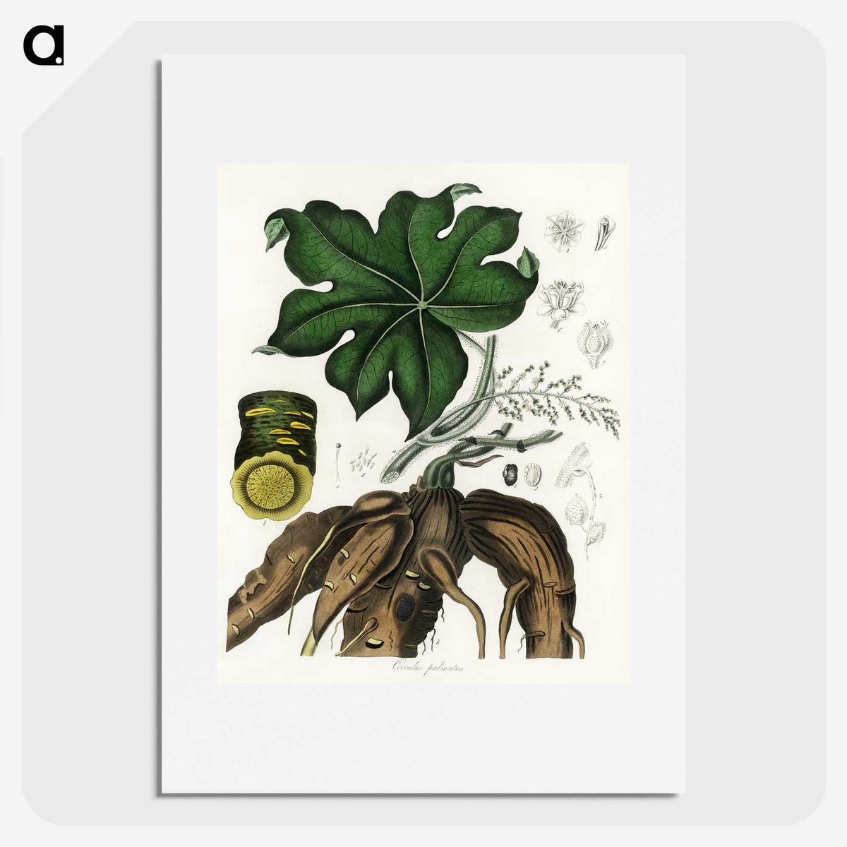 2-20_Medical-Botany_picture