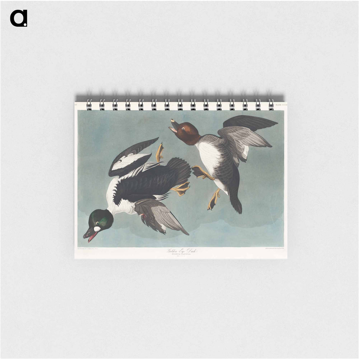 アートメモ帳-Golden-eye Duck from Birds of America
- アメリカの鳥たち Memo.