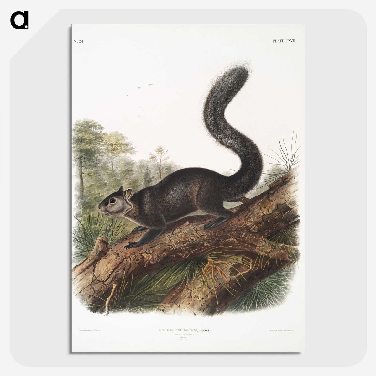 2-20_The-Viviparous-Quadrupeds_picture-crop