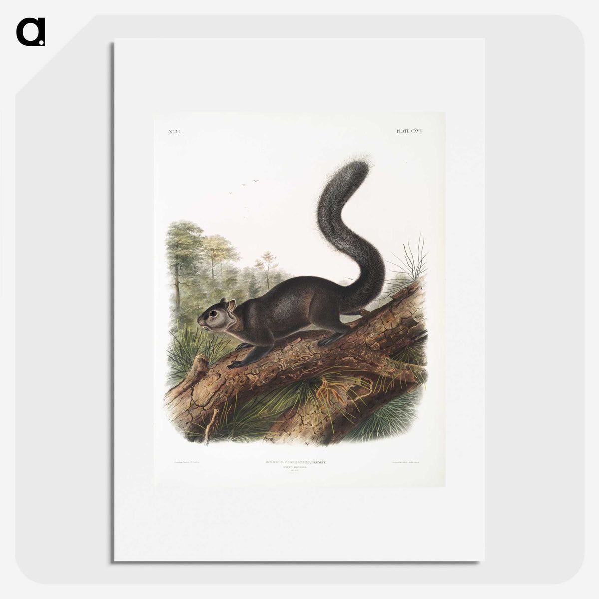 2-20_The-Viviparous-Quadrupeds_picture
