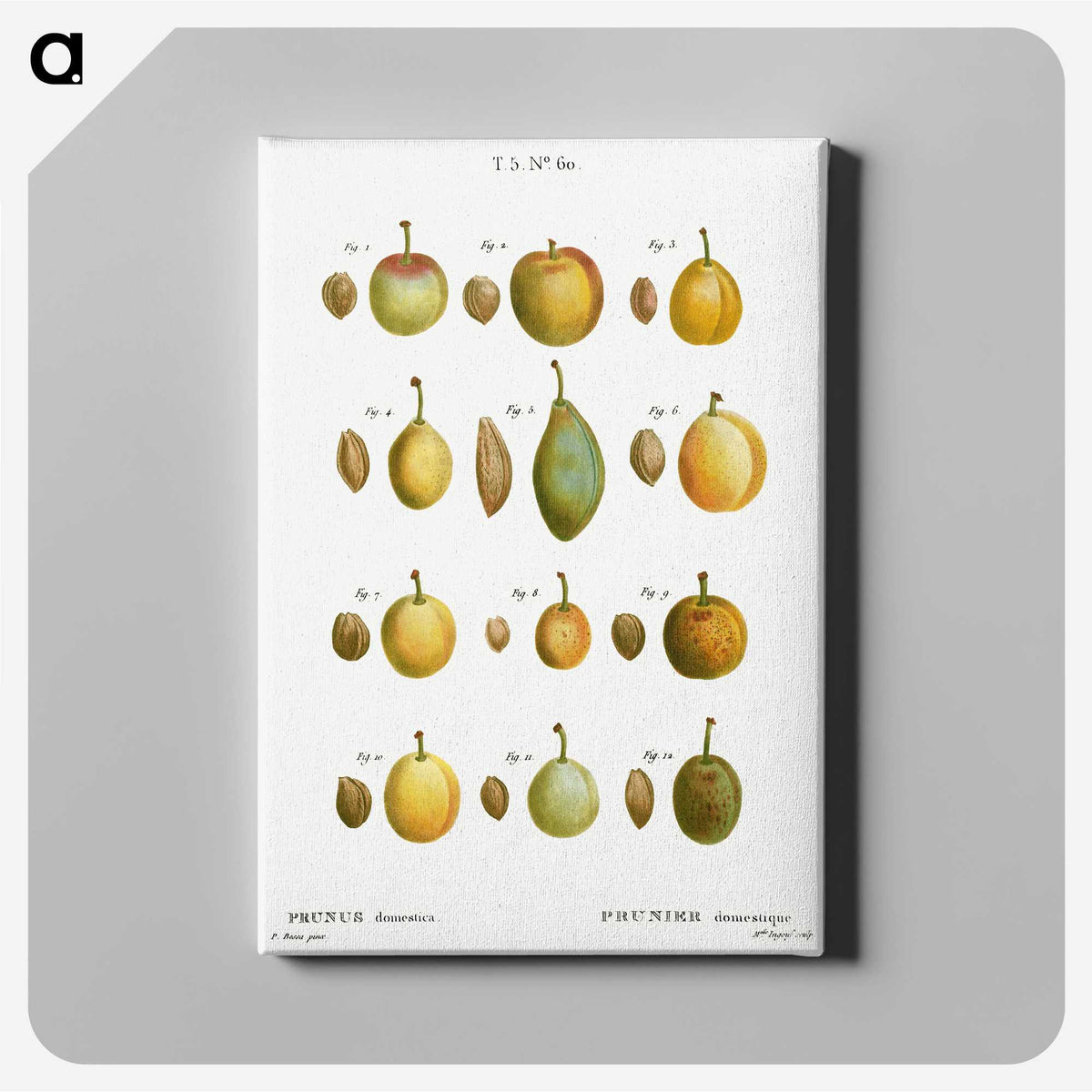 2-20_Treatise-on-Trees-and-Shrubs_canvas