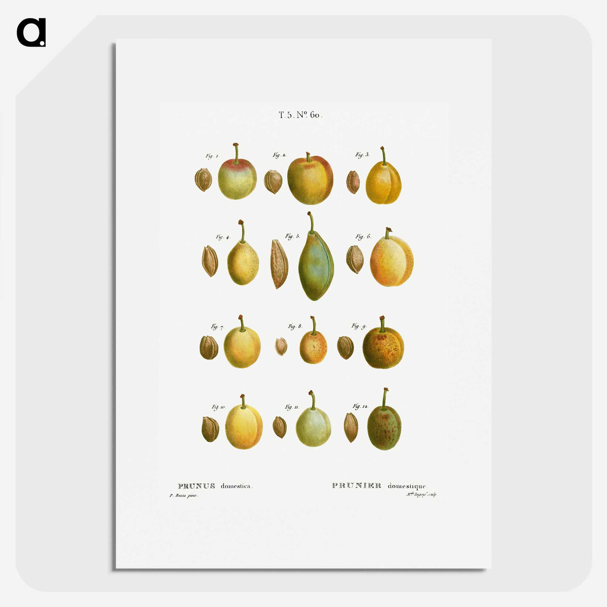 2-20_Treatise-on-Trees-and-Shrubs_picture
