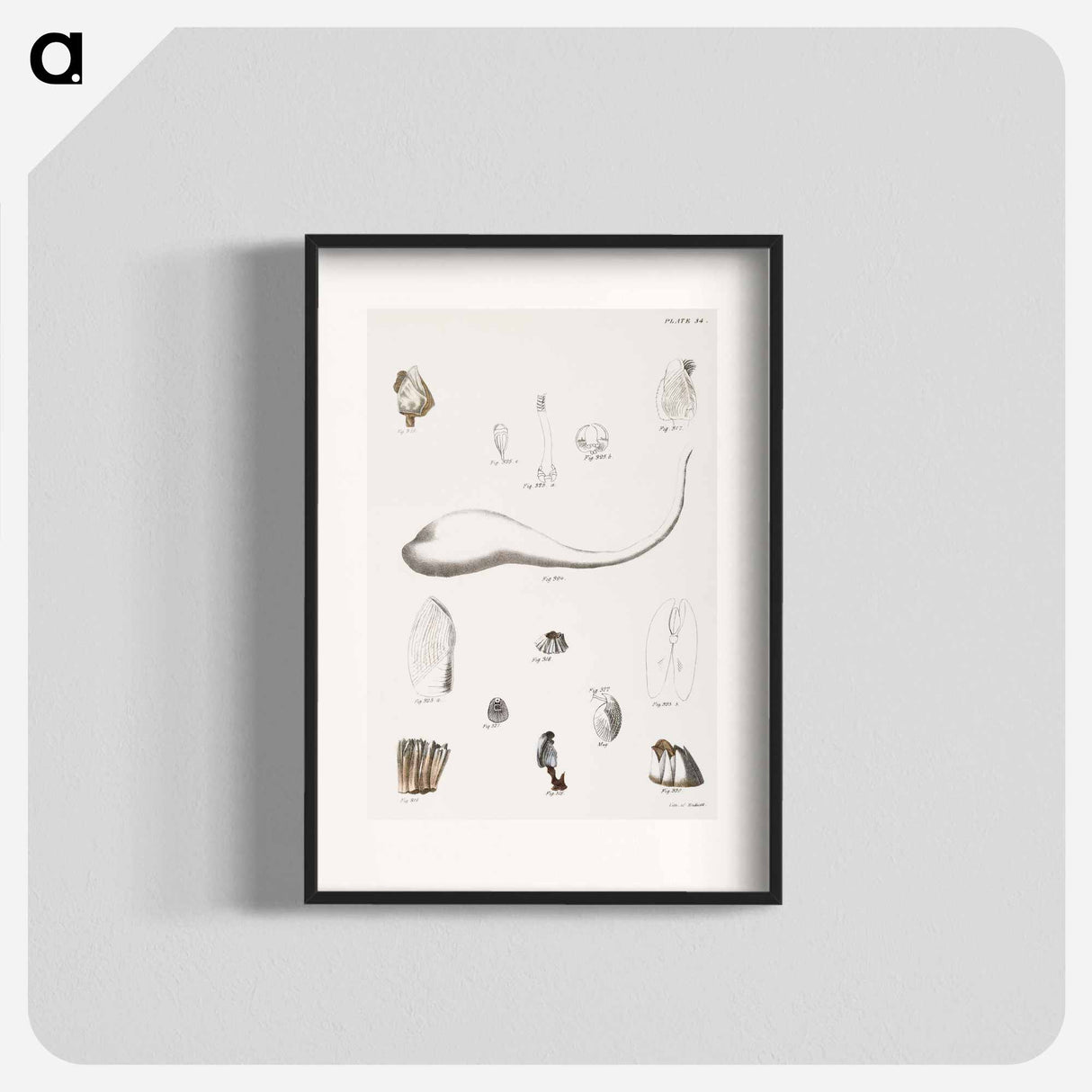 Different types of seashells illustration from Zoology of New York by James Ellsworth De Kay - ニューヨークの動物学 Poster.