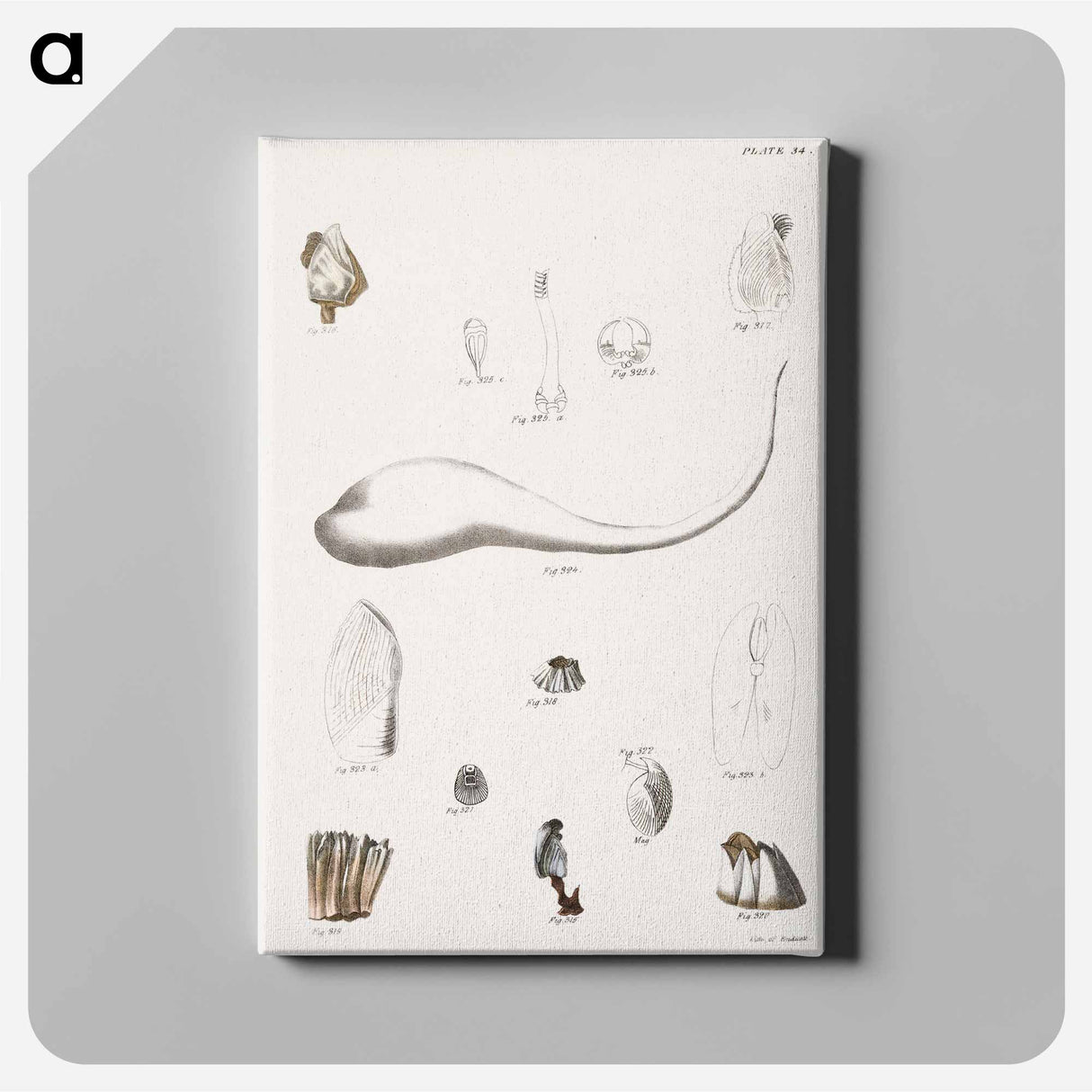 Different types of seashells illustration from Zoology of New York by James Ellsworth De Kay - ニューヨークの動物学 Canvas.