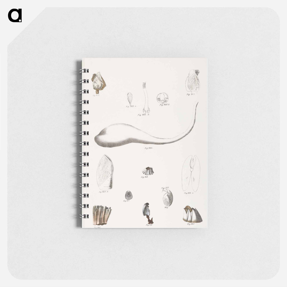 Different types of seashells illustration from Zoology of New York by James Ellsworth De Kay - ニューヨークの動物学 Memo.