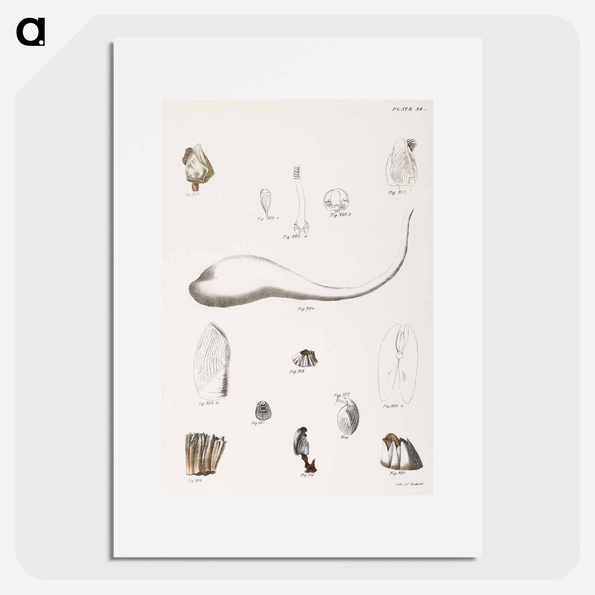 Different types of seashells illustration from Zoology of New York by James Ellsworth De Kay - ニューヨークの動物学 Poster.