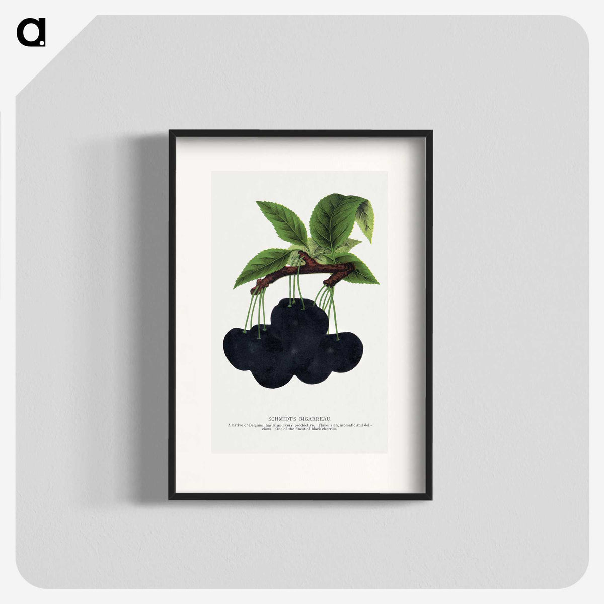 2-21_Botanical-Specimen-Plates_blk