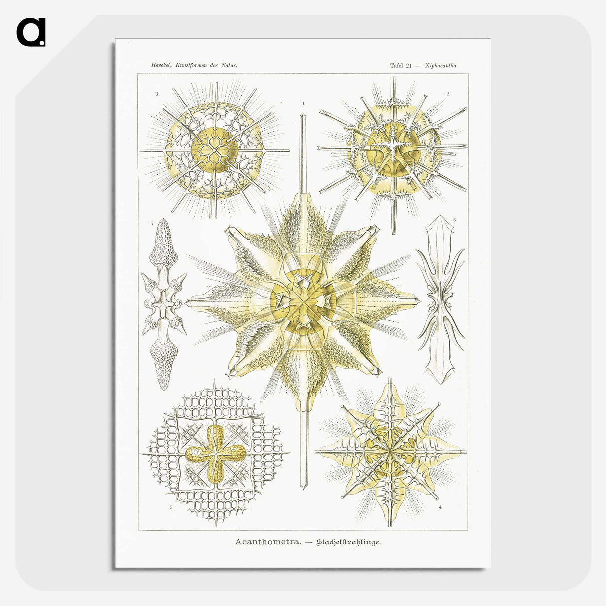 2-21_Ernst-Haeckel_picture-crop