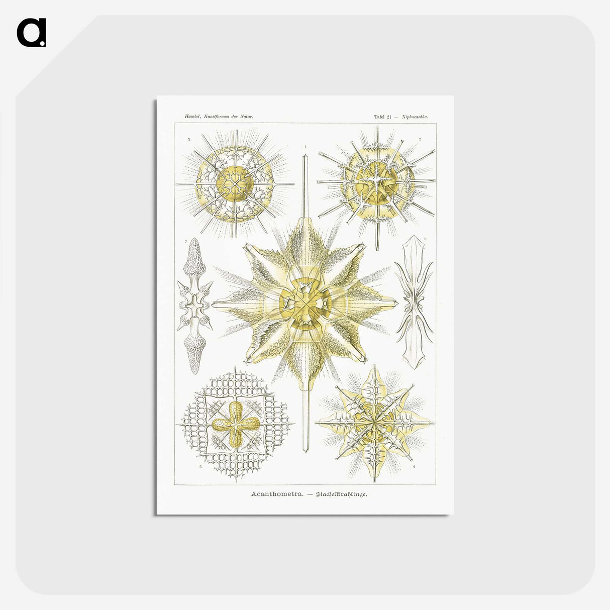 2-21_Ernst-Haeckel_postcard