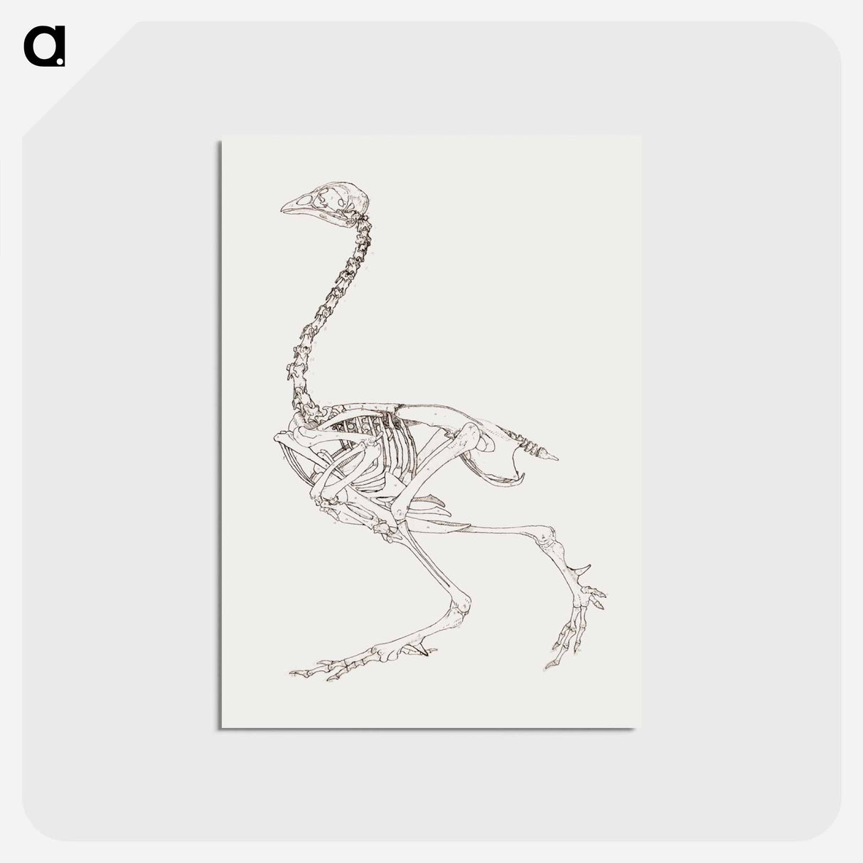 アートポストカード-Fowl Skeleton, Lateral View
- ジョージ スタッブス Postcard.