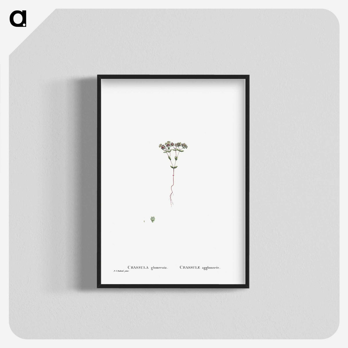 2-21_Histoire-des-Plantes-Grasses_blk-crop